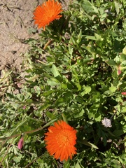 Lampranthus aureus