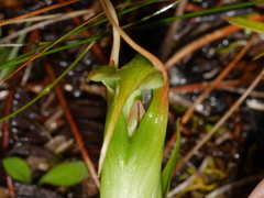 Pterostylis patens