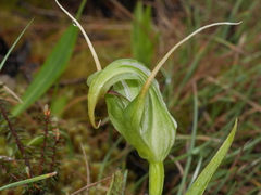 Pterostylis patens