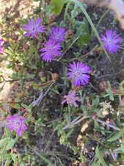 Lampranthus leptaleon