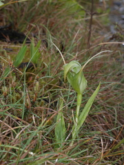 Pterostylis patens