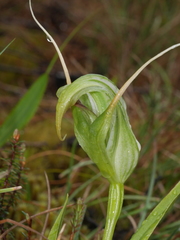Pterostylis patens