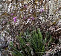 Epidendrum secundum