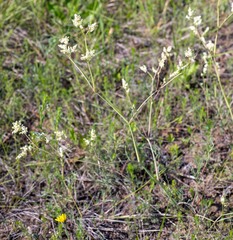 Persicaria angustifolia