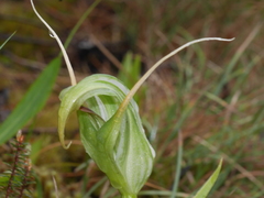 Pterostylis patens