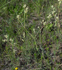 Persicaria angustifolia