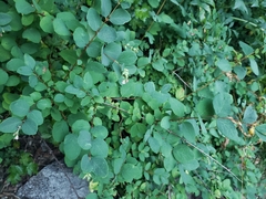 Symphoricarpos hesperius