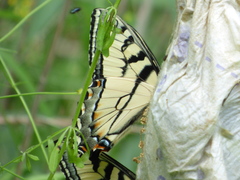 Papilio appalachiensis