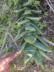 Aloe distans