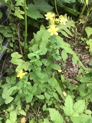 Hypericum maculatum obtusiusculum