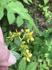Hypericum maculatum obtusiusculum