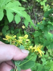 Hypericum maculatum obtusiusculum