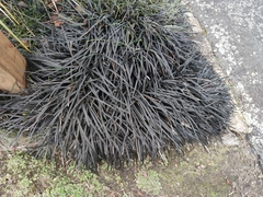 Ophiopogon planiscapus