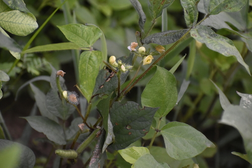Vigna mungo iNat (2)