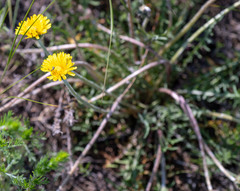 Taraxacum dissectum