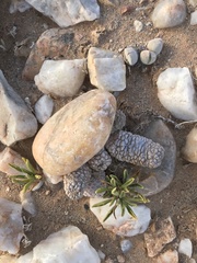 Larryleachia marlothii