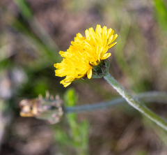 Taraxacum dissectum