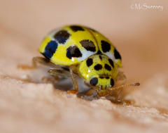 Psyllobora variegata