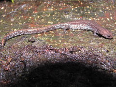 Batrachoseps wrighti