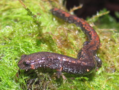 Batrachoseps wrighti