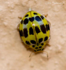 Psyllobora variegata