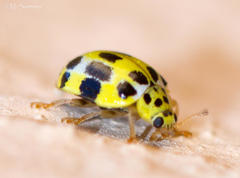 Psyllobora variegata