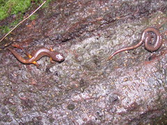 Batrachoseps wrighti