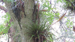 Tillandsia lampropoda