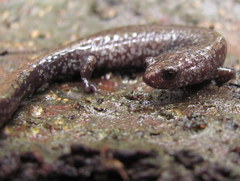 Batrachoseps wrighti