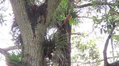 Tillandsia lampropoda