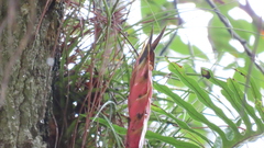 Tillandsia lampropoda