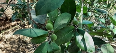 Ficus maxima