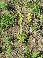 Oxalis pes-caprae pes-caprae