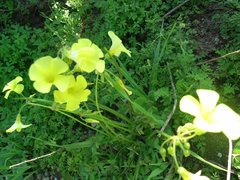 Oxalis pes-caprae pes-caprae