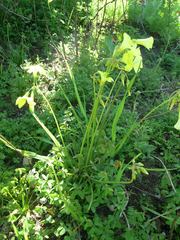 Oxalis pes-caprae pes-caprae