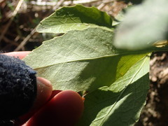 Melicytus chathamicus