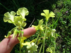 Oxalis pes-caprae pes-caprae