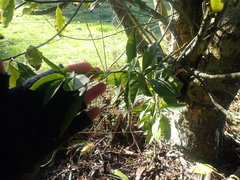 Melicytus chathamicus