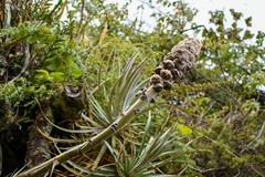 Puya glomerifera