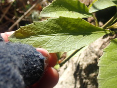 Melicytus chathamicus