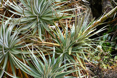 Puya glomerifera