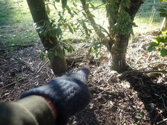 Melicytus chathamicus