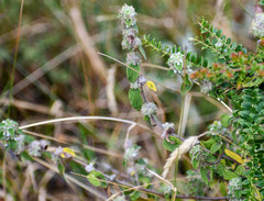 Minthostachys mollis