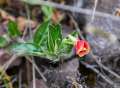 Oenothera epilobiifolia