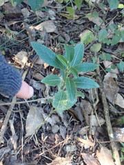 Melicytus chathamicus