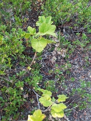 Ribes viscosissimum
