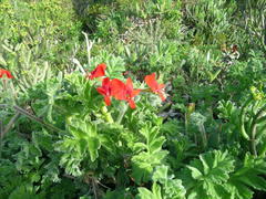 Pelargonium fulgidum