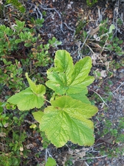 Ribes viscosissimum