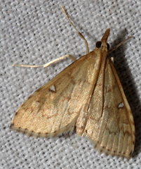 Udea hyalistis