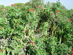 Pelargonium fulgidum